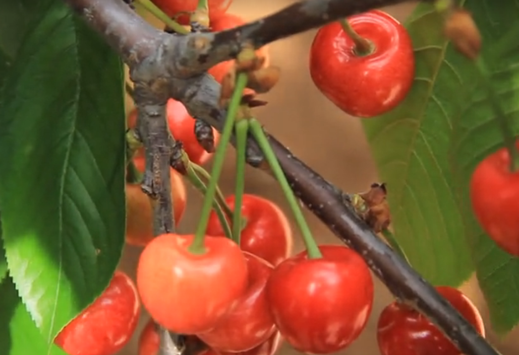 北京旅游景点:金樱谷农场1