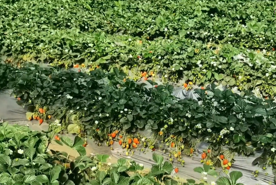 北京旅游景点:绿林佳采摘园1