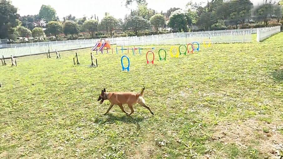 北京旅游景点:宋庄CKC国际宠物公园1