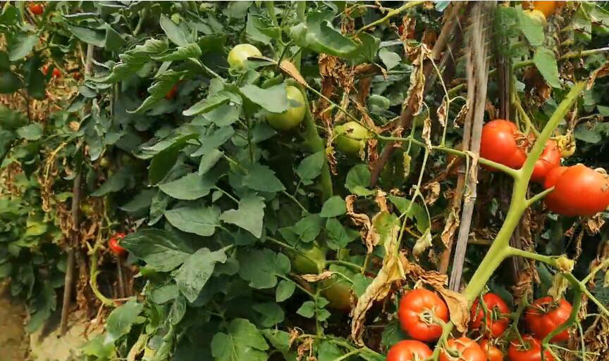 北京旅游景点:正白旗村曹雪芹故居纪念馆1