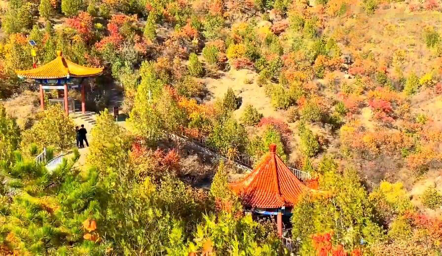 北京旅游景点:千家店硅化木国家地质公园1