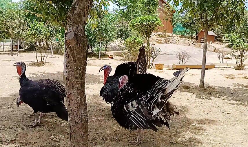 北京旅游景点:百鸟园(鸟类繁殖基地)1