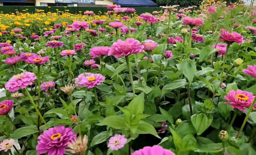 北京旅游景点:四季青果林所观光采摘园1