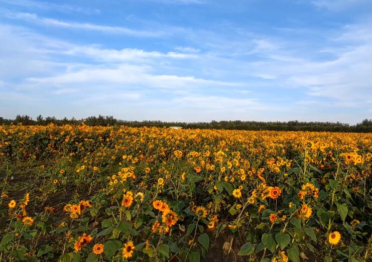 北京旅游景点:顺义向日葵花海1