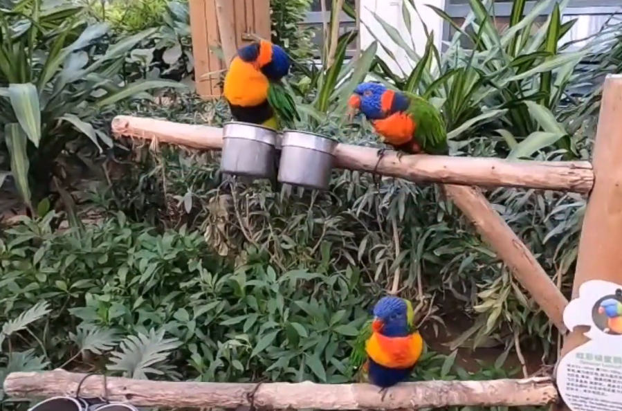 北京旅游景点:南宫鹦鹉园1