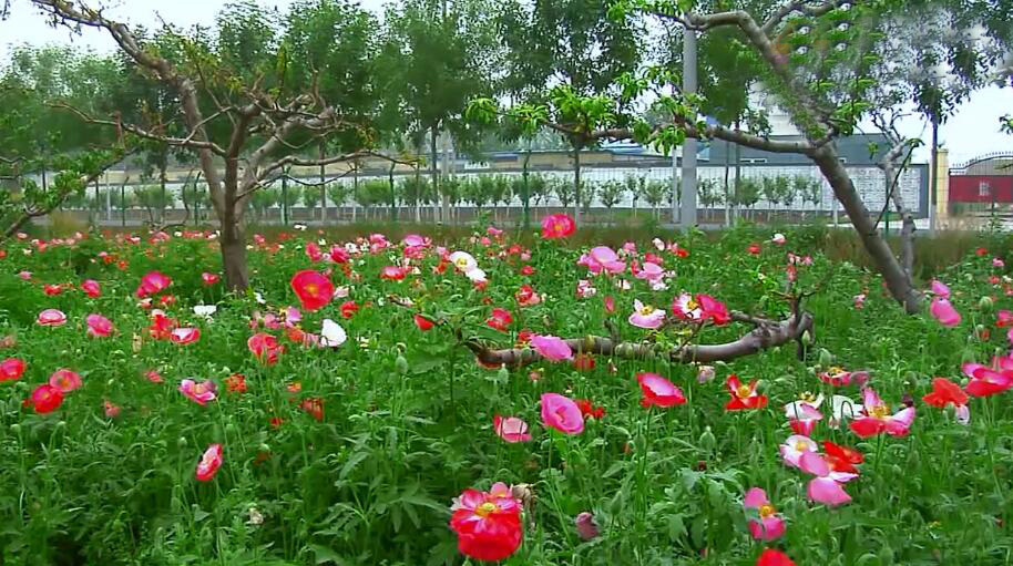 北京旅游景点:于家务花仙子万花园1