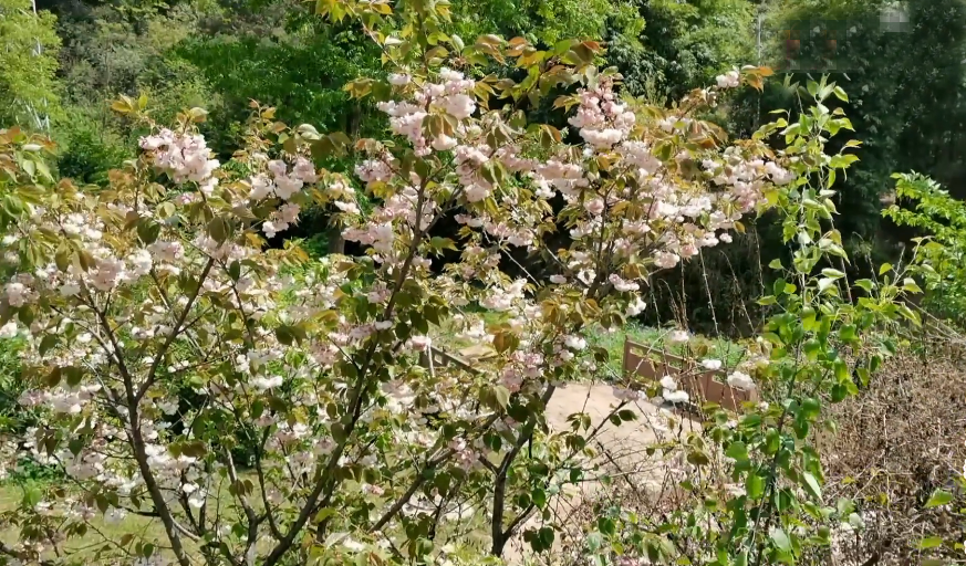 北京旅游景点:梨花顶风景区1
