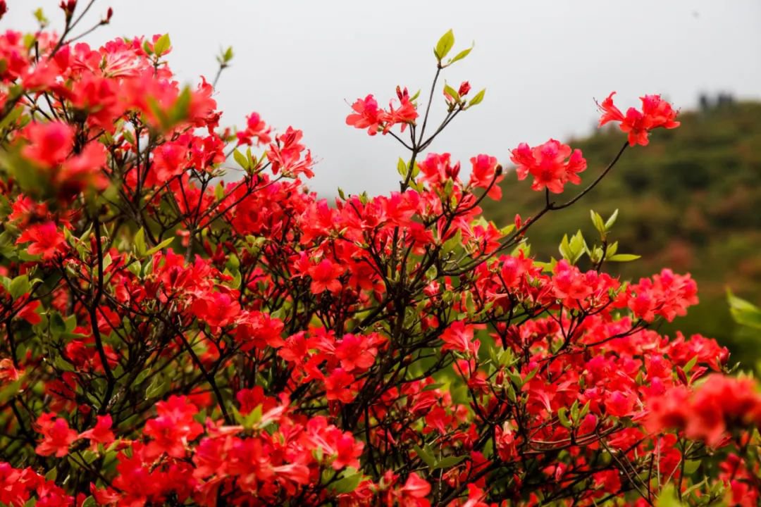 浏阳大围山杜鹃花盛开了吗？1