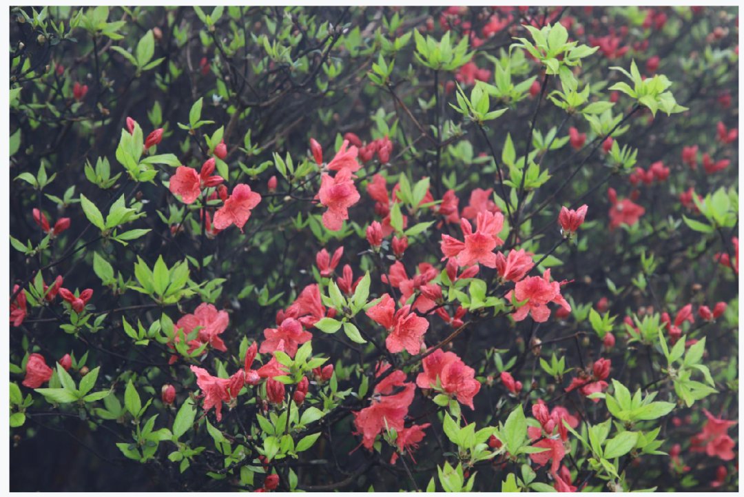 浏阳大围山杜鹃花盛开了吗？2