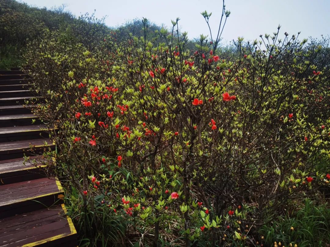 浏阳大围山杜鹃花盛开了吗？3
