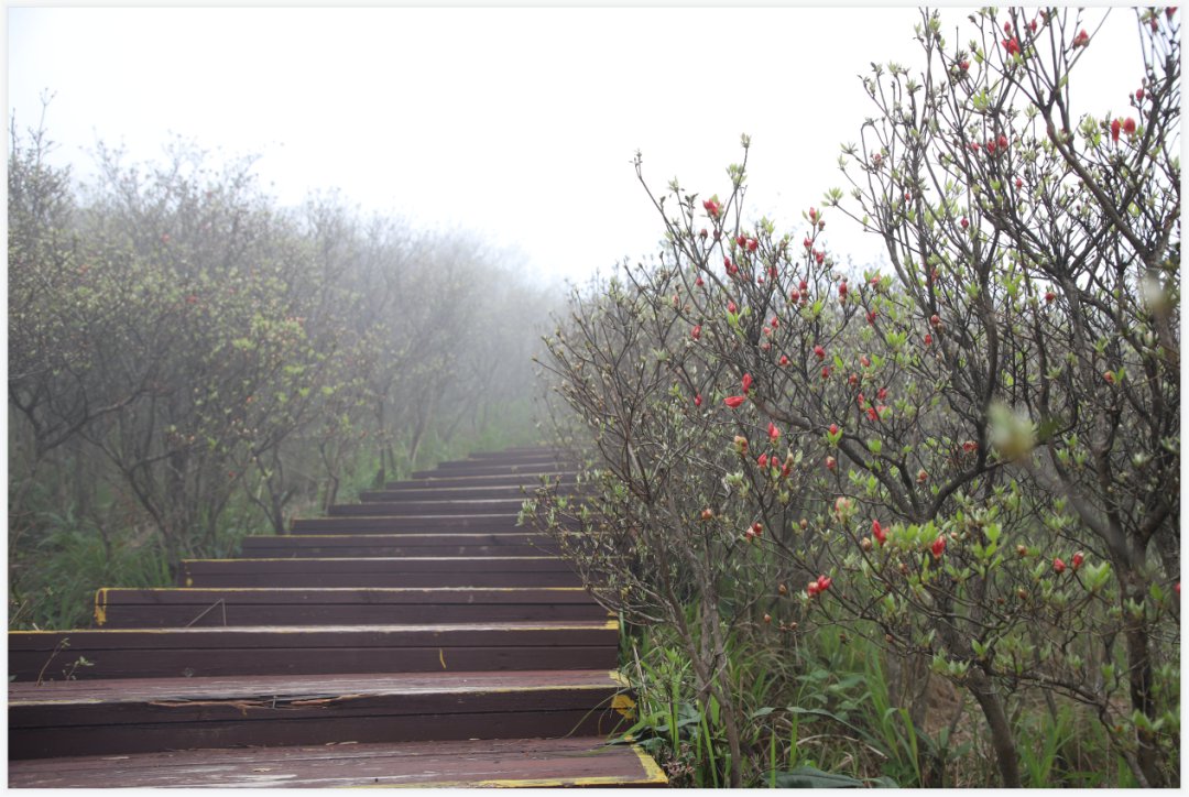 浏阳大围山杜鹃花盛开了吗？4