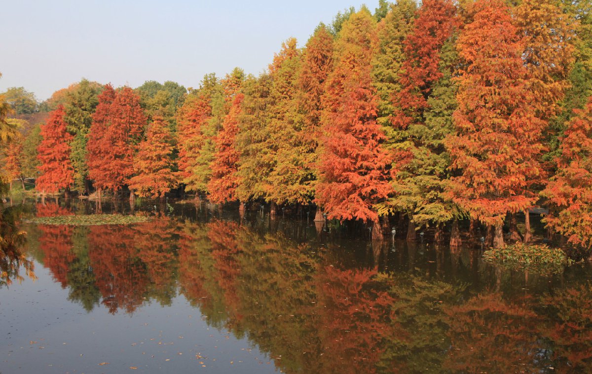 长沙烈士公园水杉红了吗最新消息？1
