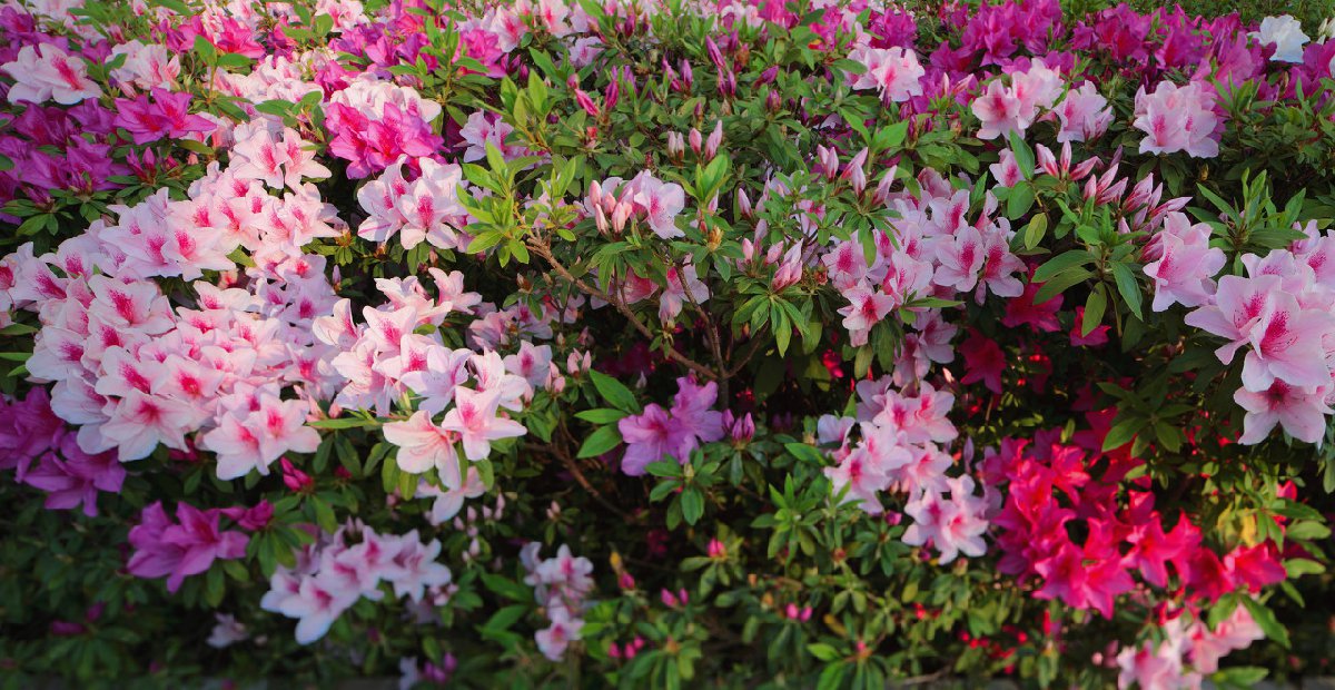 长沙园林生态园游玩攻略，交通路线门票多少？1