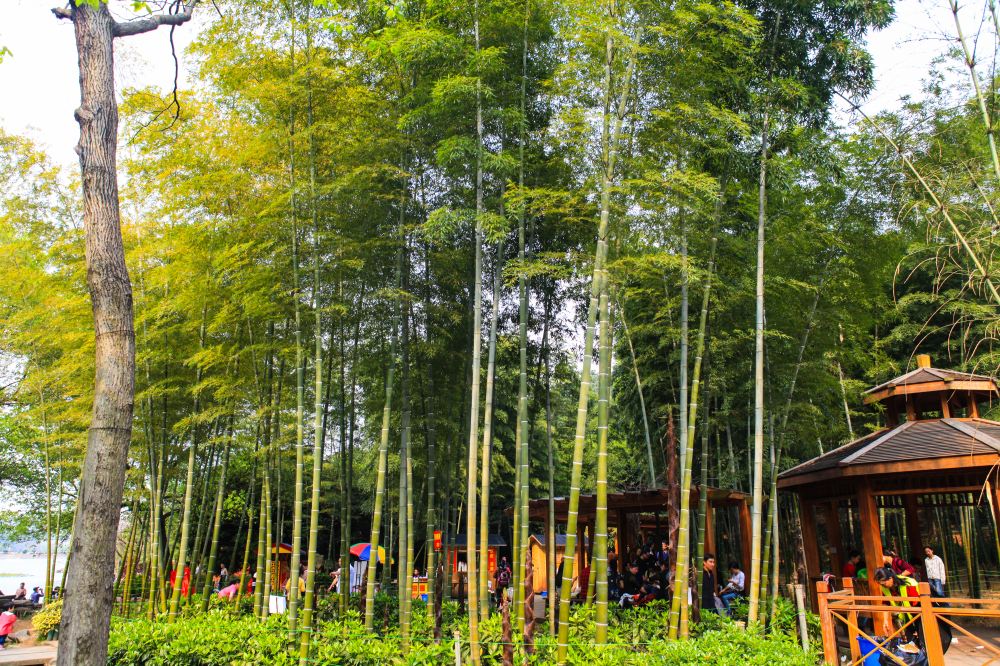 湖南省植物园老人需要预约吗?2