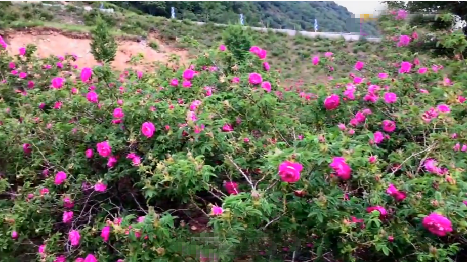 北京旅游景点:妙峰山千亩玫瑰园1