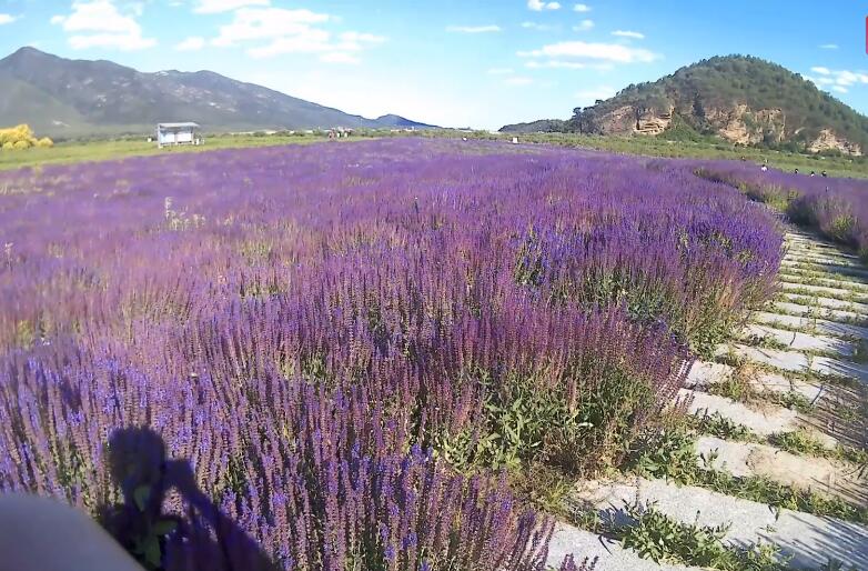 北京旅游景点:昌平七孔桥花海1