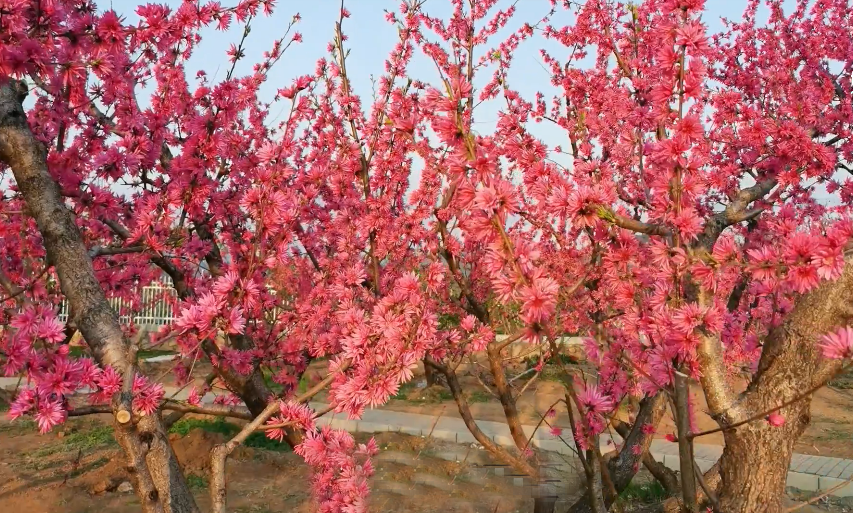 北京旅游景点:平谷桃花海1