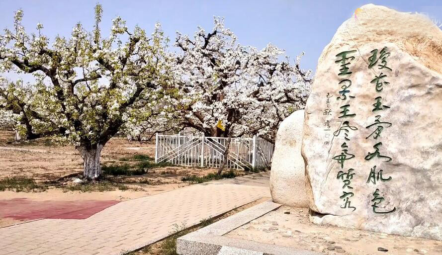 北京旅游景点:庞各庄梨花村1
