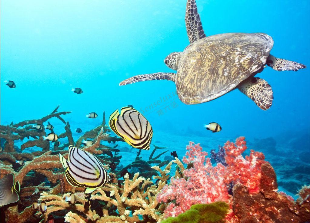 想要去苏梅岛旅游,需知道出游最佳时间是什么时候4