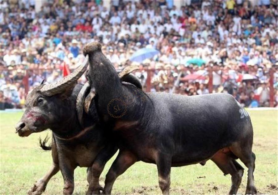 想要去苏梅岛旅游,需知道出游最佳时间是什么时候5