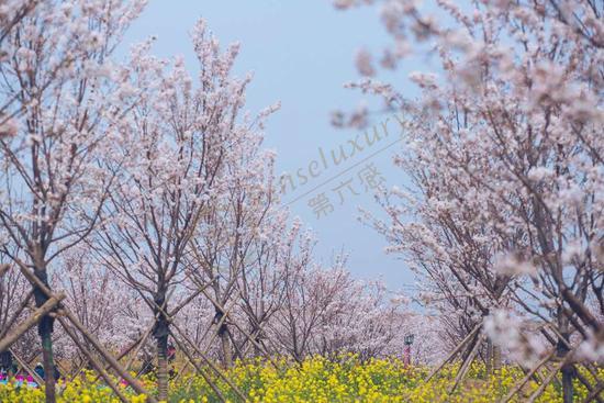 如何选择二世古旅游的最佳出游时间2