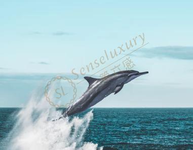 传说中的海豚湾在哪里？1