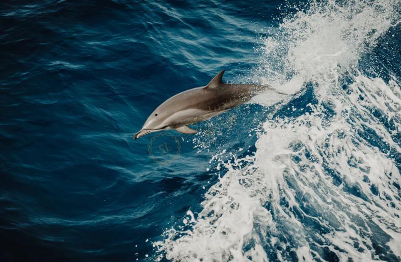 传说中的海豚湾在哪里？2