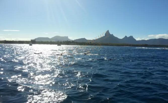 来毛里求斯千万不要错过海豚湾3