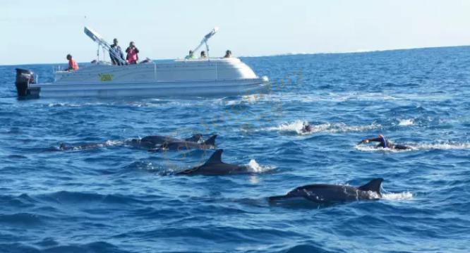 来毛里求斯千万不要错过海豚湾4