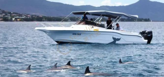 来毛里求斯千万不要错过海豚湾5