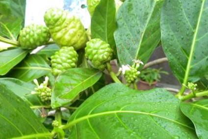 大溪地旅行购物指南攻略，帕皮提值得一逛！3