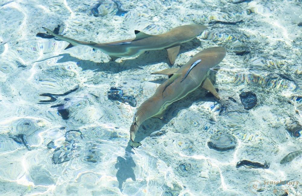 大溪地旅游最佳的季节时间段你知道吗？3