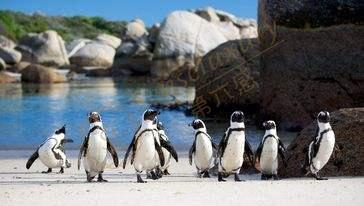 在开普敦，不可错过的景点与美食6