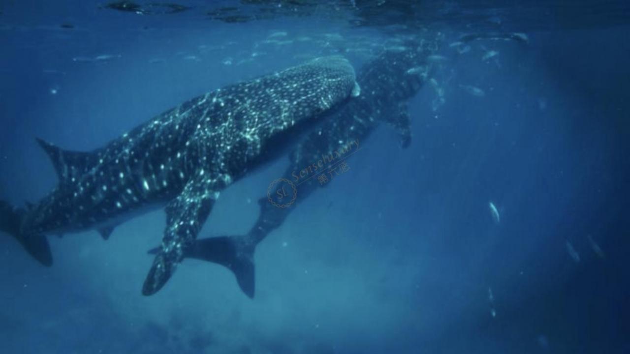 来到宿务,你千万不能错过这些!4