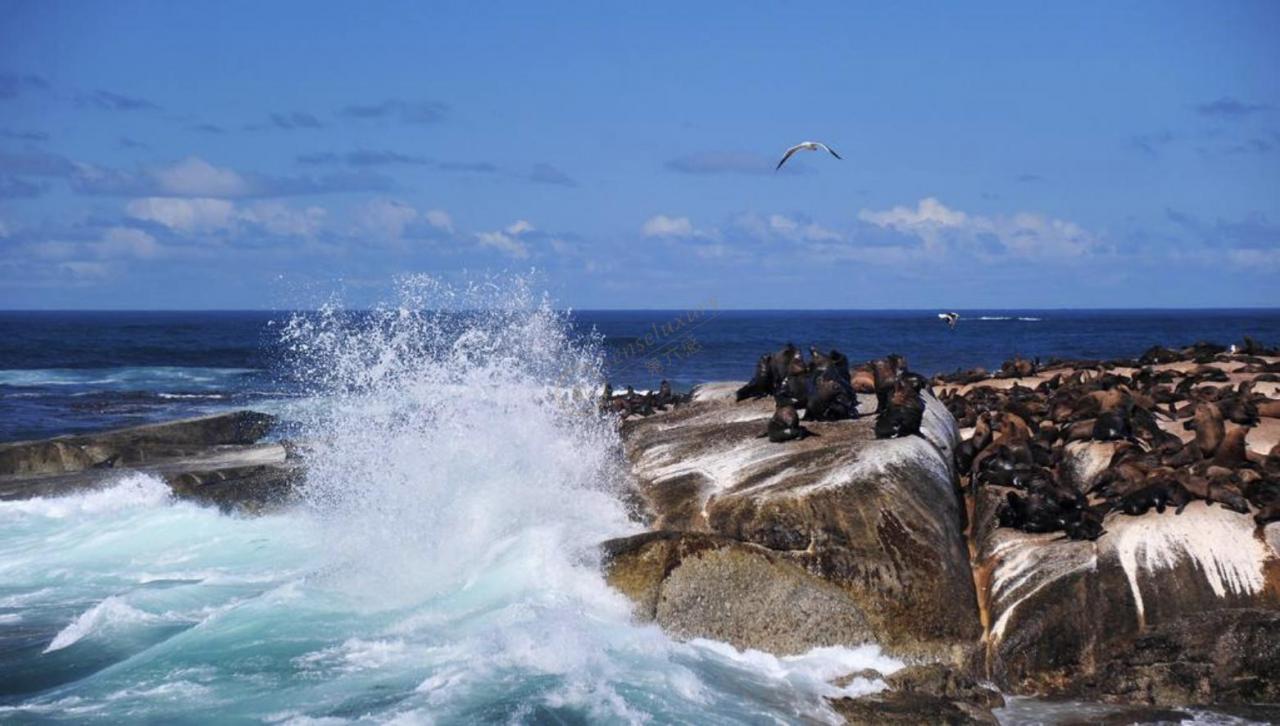 开普敦旅行之必打卡景点项目3