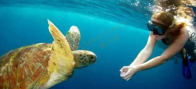 斯米兰岛一日游、两日游行程安排2