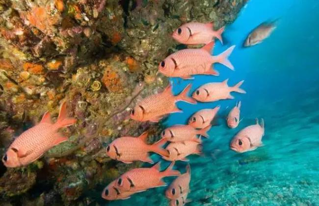 斯米兰岛一日游、两日游行程安排5