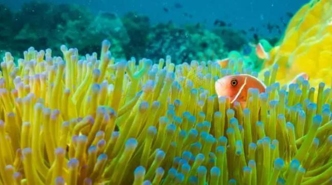 斯米兰岛一日游、两日游行程安排6