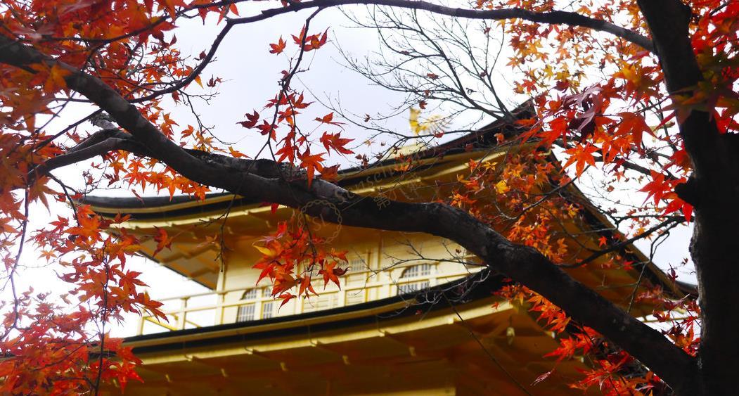 盘点一些京都旅游必去热门的景点！4