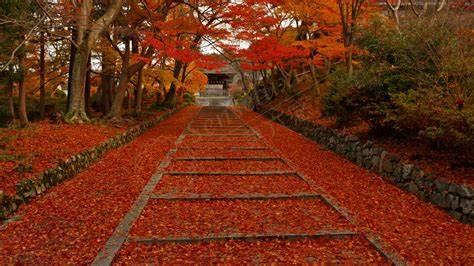 前往京都旅游这些注意事项你许了解清楚！6