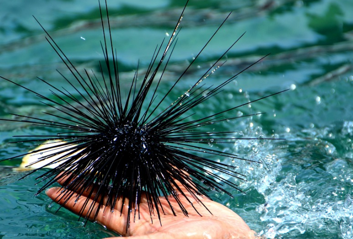 海南三亚亲子游攻略:如何吃海鲜?1