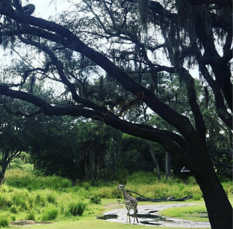 最大迪士尼乐园——奥兰多自由行攻略6