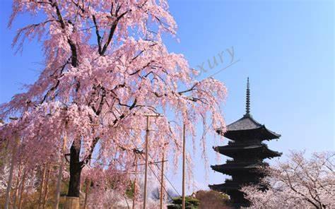 去京都畅玩，几月份最合适1