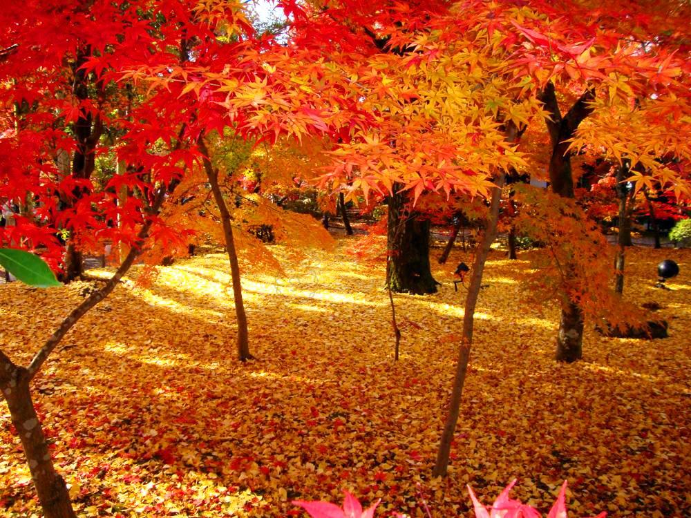 去京都畅玩，几月份最合适6