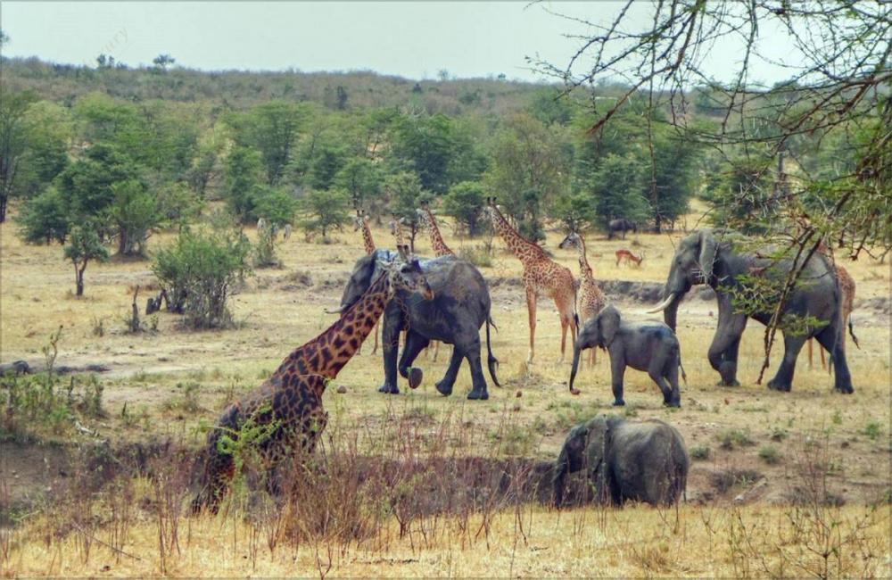 狂放野性的肯尼亚之旅，必读攻略~2