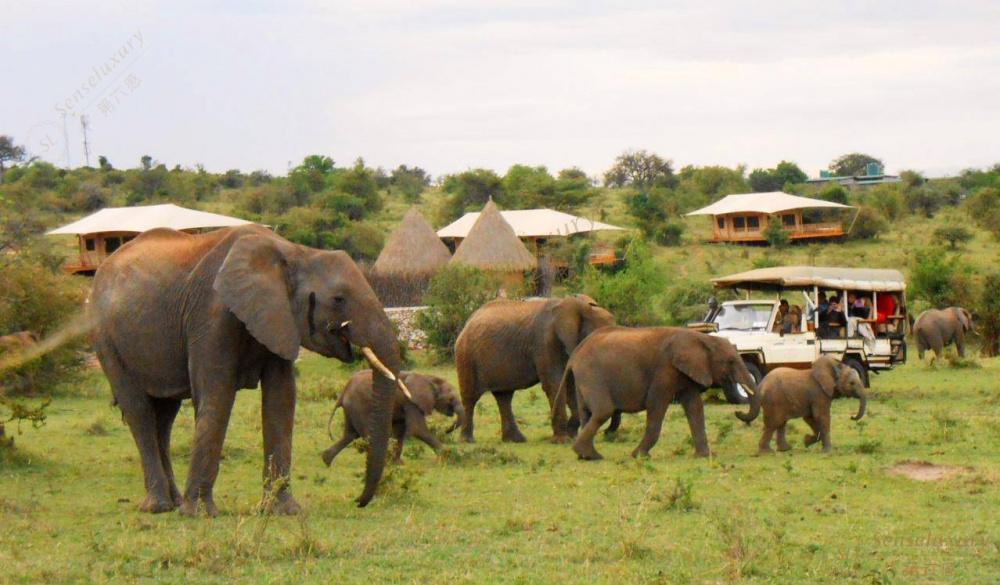 狂放野性的肯尼亚之旅，必读攻略~4