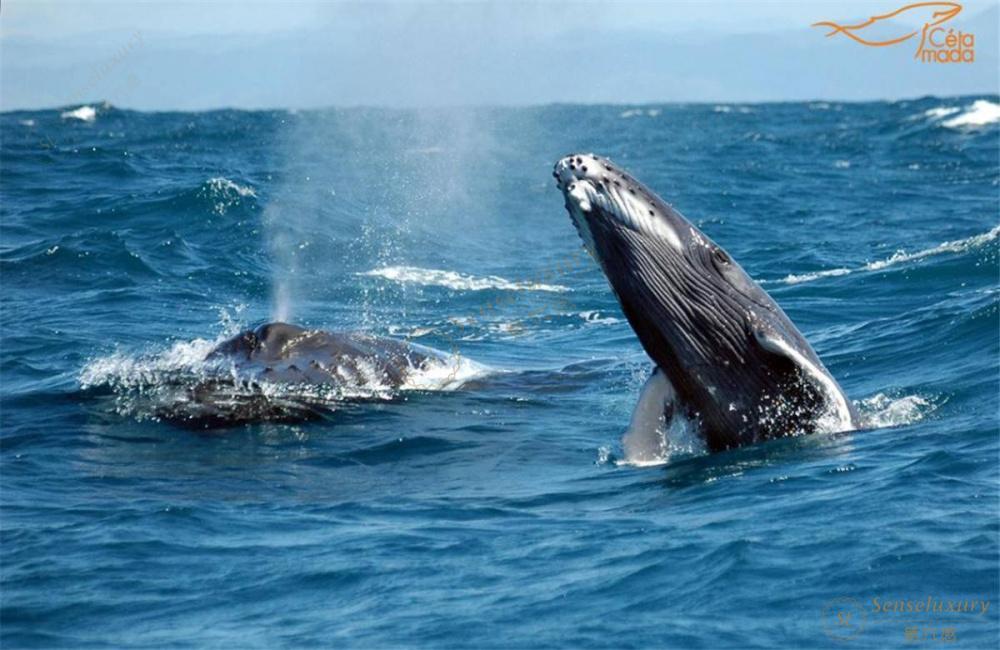 马达加斯加攻略——神奇动物在哪里1