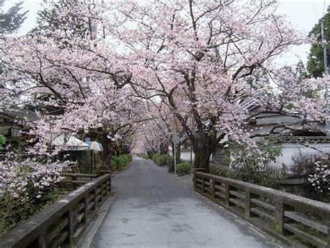 东京一年四季哪个季节去最合适？1