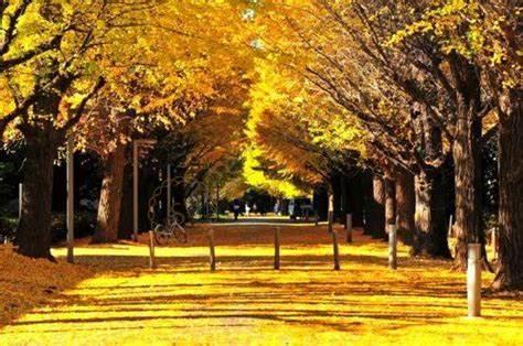 东京一年四季哪个季节去最合适？3