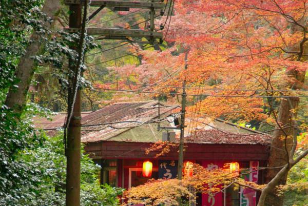 分享大阪及其周边8个欣赏枫叶的好地方4